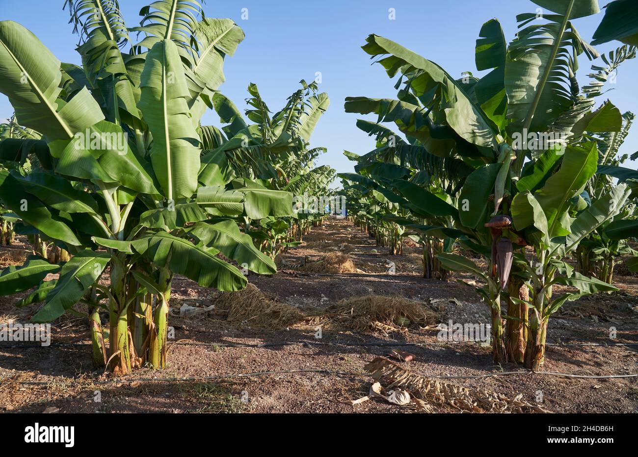 Foto panoramica di una piantagione di alberi di banana a Cipro con montagne sullo sfondo Foto Stock