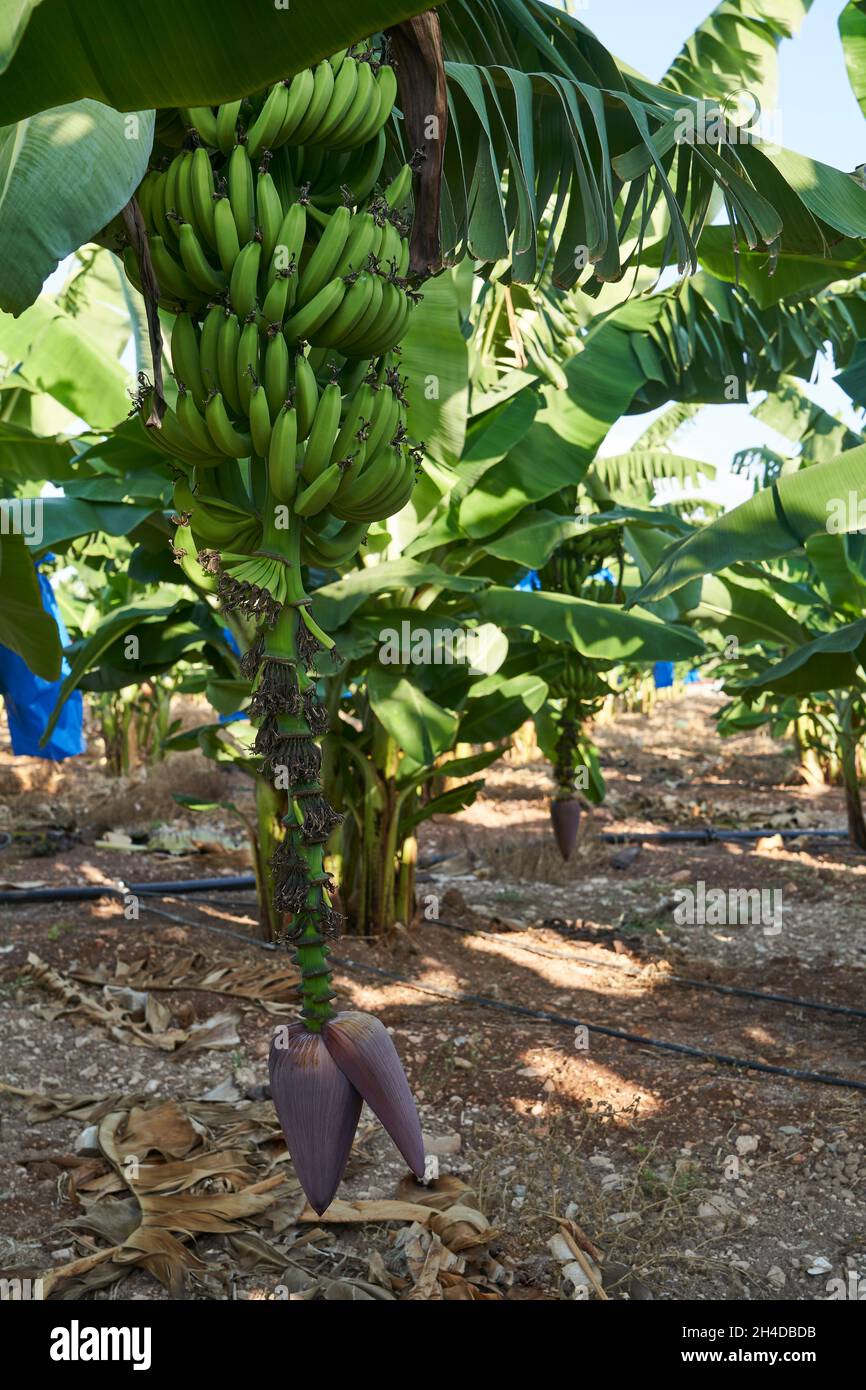Primo piano di un baccello di alberi di Banana sulla piantagione che mostra la piccola frutta che cresce a Cipro Foto Stock
