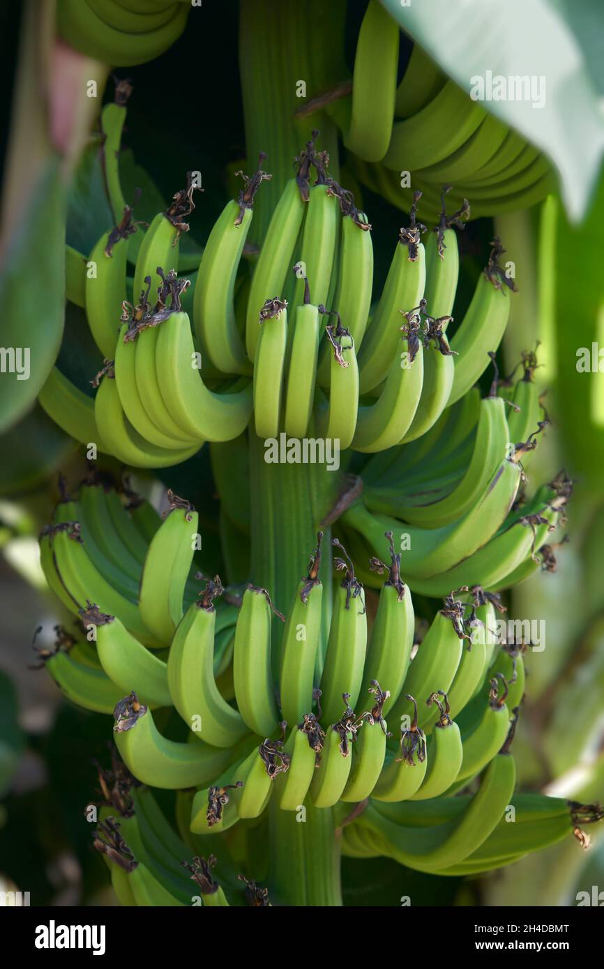 Mazzo di banane verdi non mature che crescono su un albero in una piantagione a Cipro Foto Stock