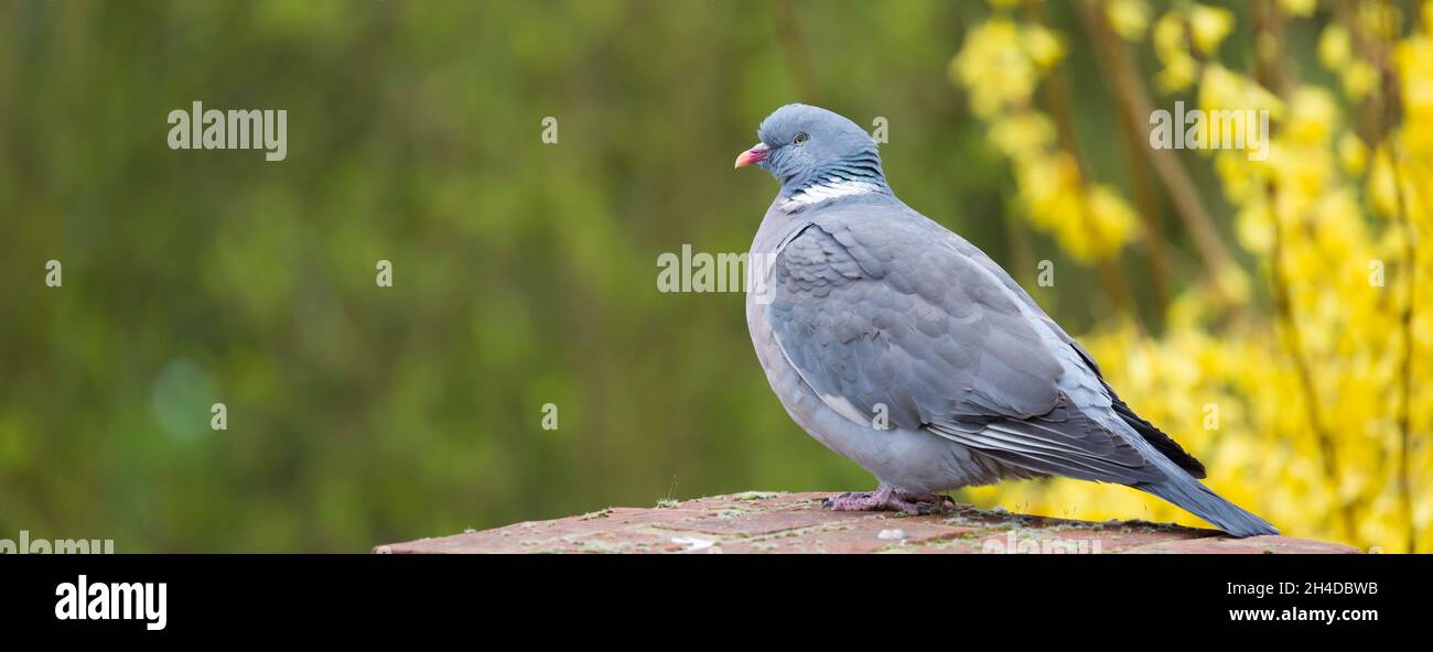 Comune piccione di legno Columba Palumbus in un giardino britannico. Modello banner panoramico con spazio di copia Foto Stock
