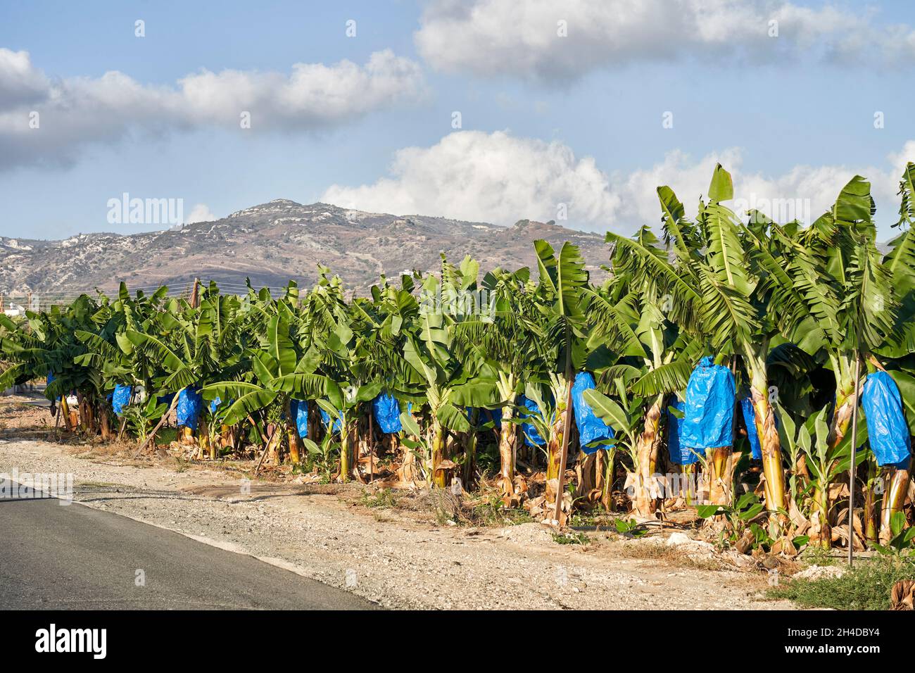 Foto panoramica di una piantagione di alberi di banana a Cipro con montagne sullo sfondo Foto Stock