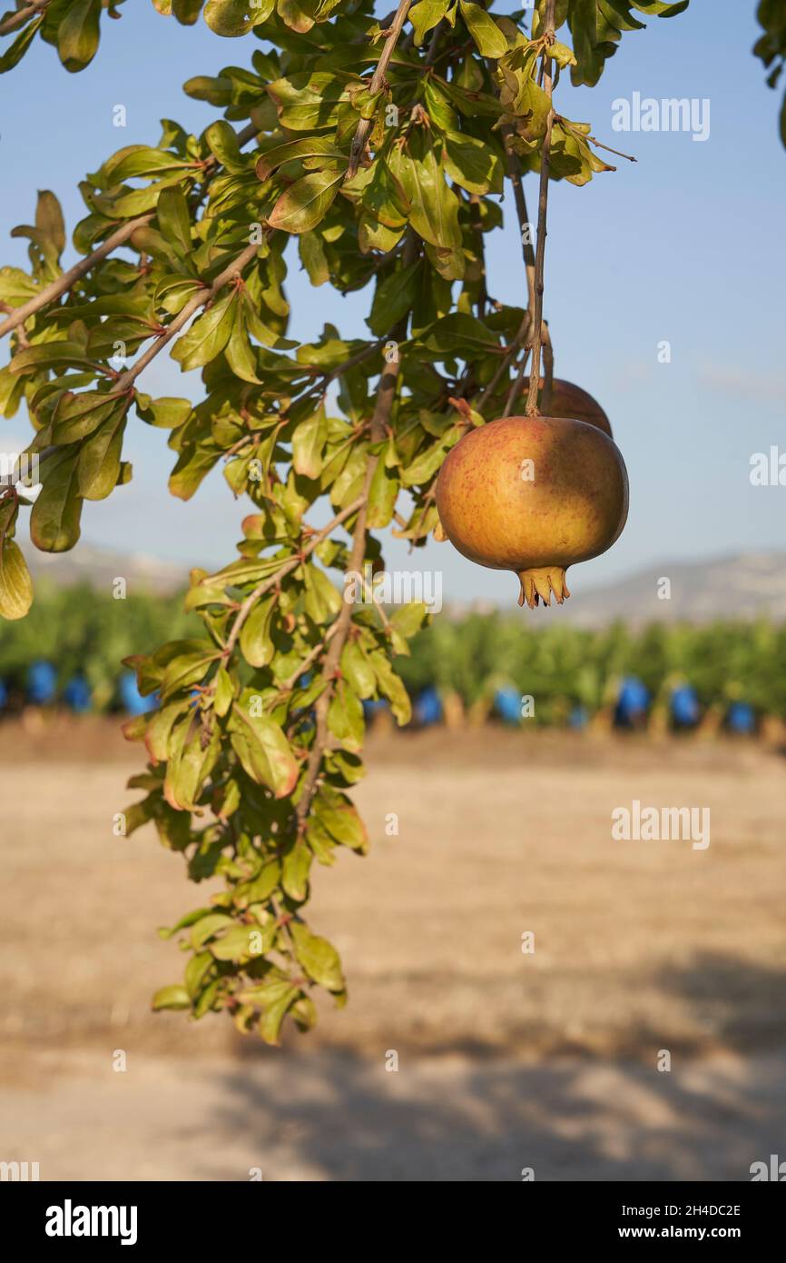 Fotografia di frutti di melograno appesi da ramo di albero con piantagione di alberi di banana e cielo blu fuori fuoco sullo sfondo Foto Stock