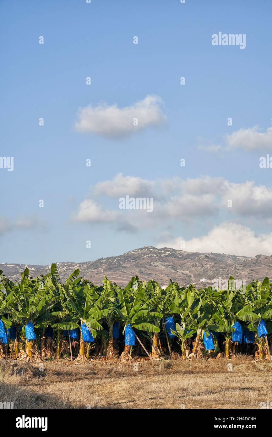 Foto di una piantagione di alberi di banana a Cipro con montagne sullo sfondo Foto Stock