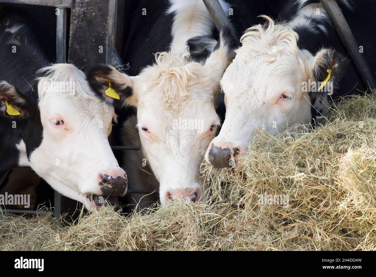 Hereford bovini bovini mucche. Bestiame che mangia paglia in una stalla o fienile, Regno Unito Foto Stock