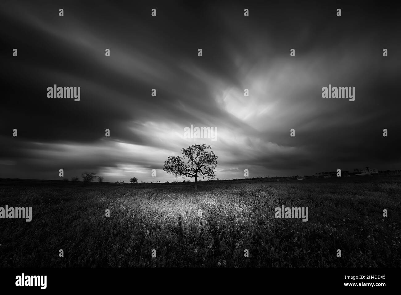 Albero solitario in mezzo all'erba triste Foto Stock