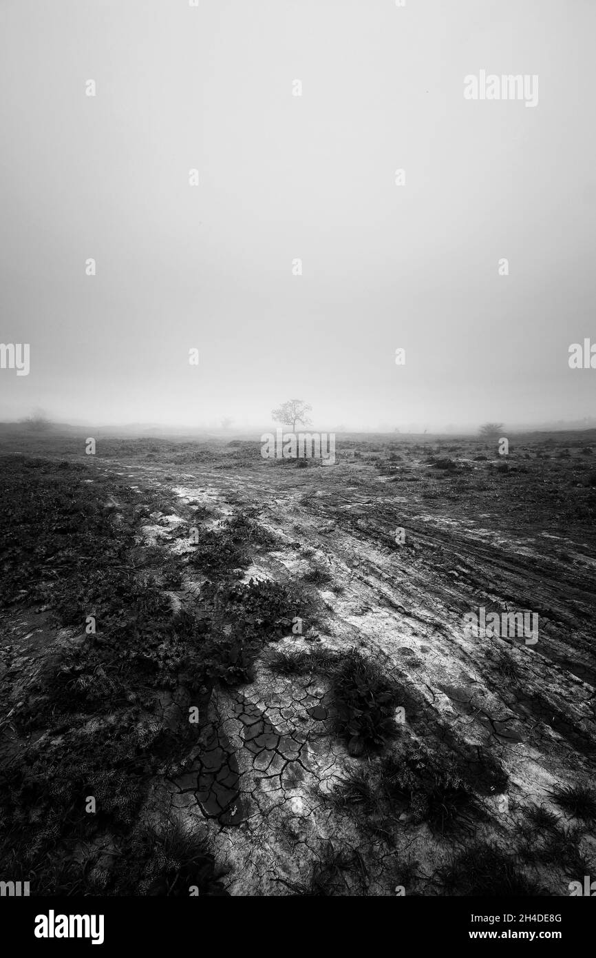 Bell'albero nascosto dietro la nebbia Foto Stock