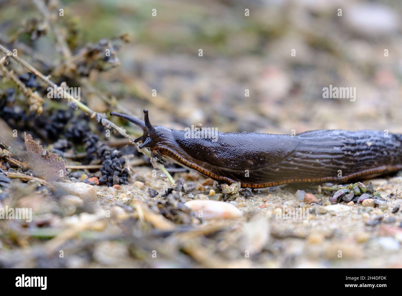 un slug avanza lentamente sul pavimento di terra Foto Stock