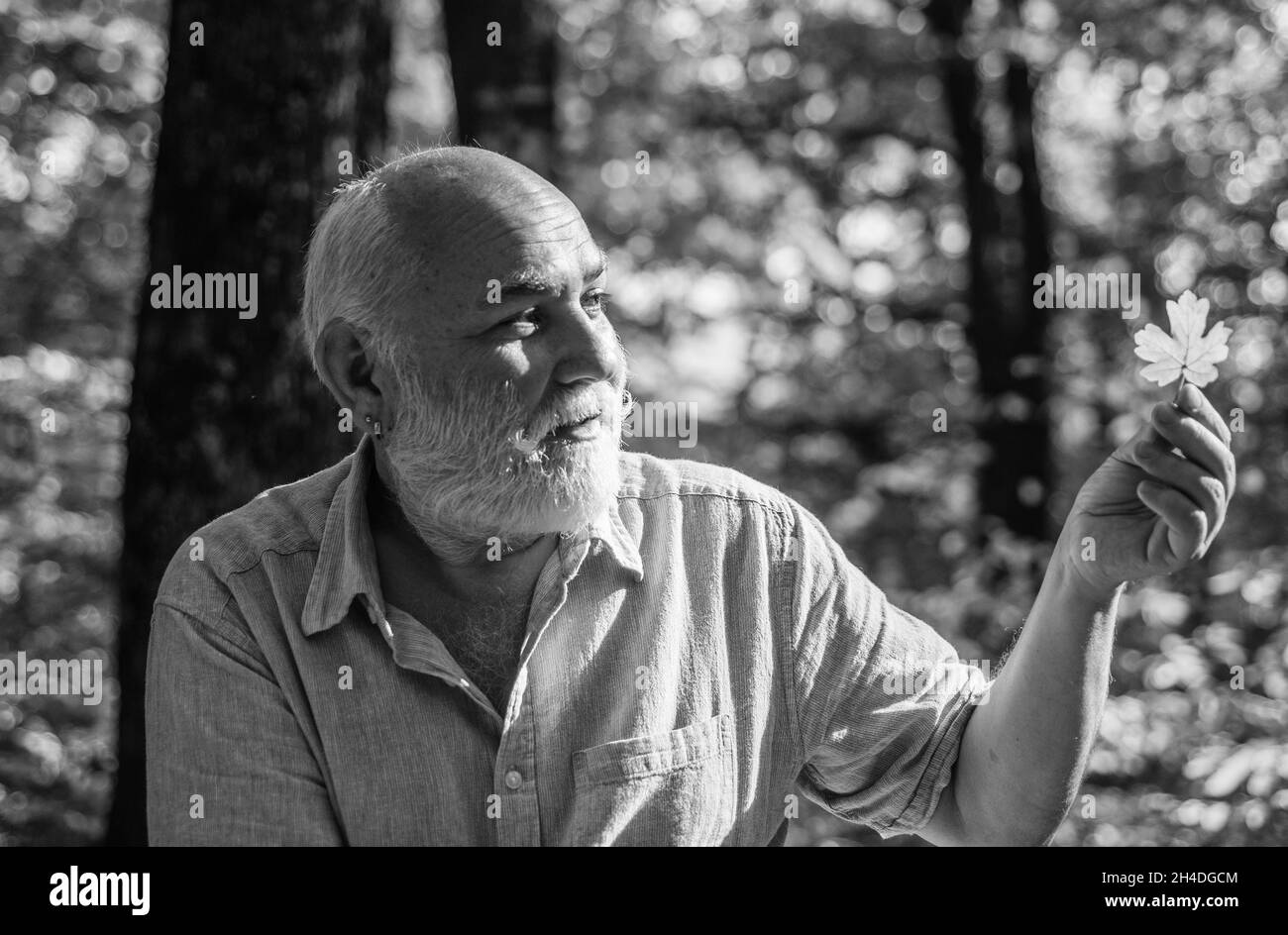 Mantenga la allegria. Escursioni in pensione nella foresta in autunno giorno di sole. Felice uomo godere autunno natura. Vecchio uomo barbuto raccogliere foglie. Nonno barbuto Foto Stock