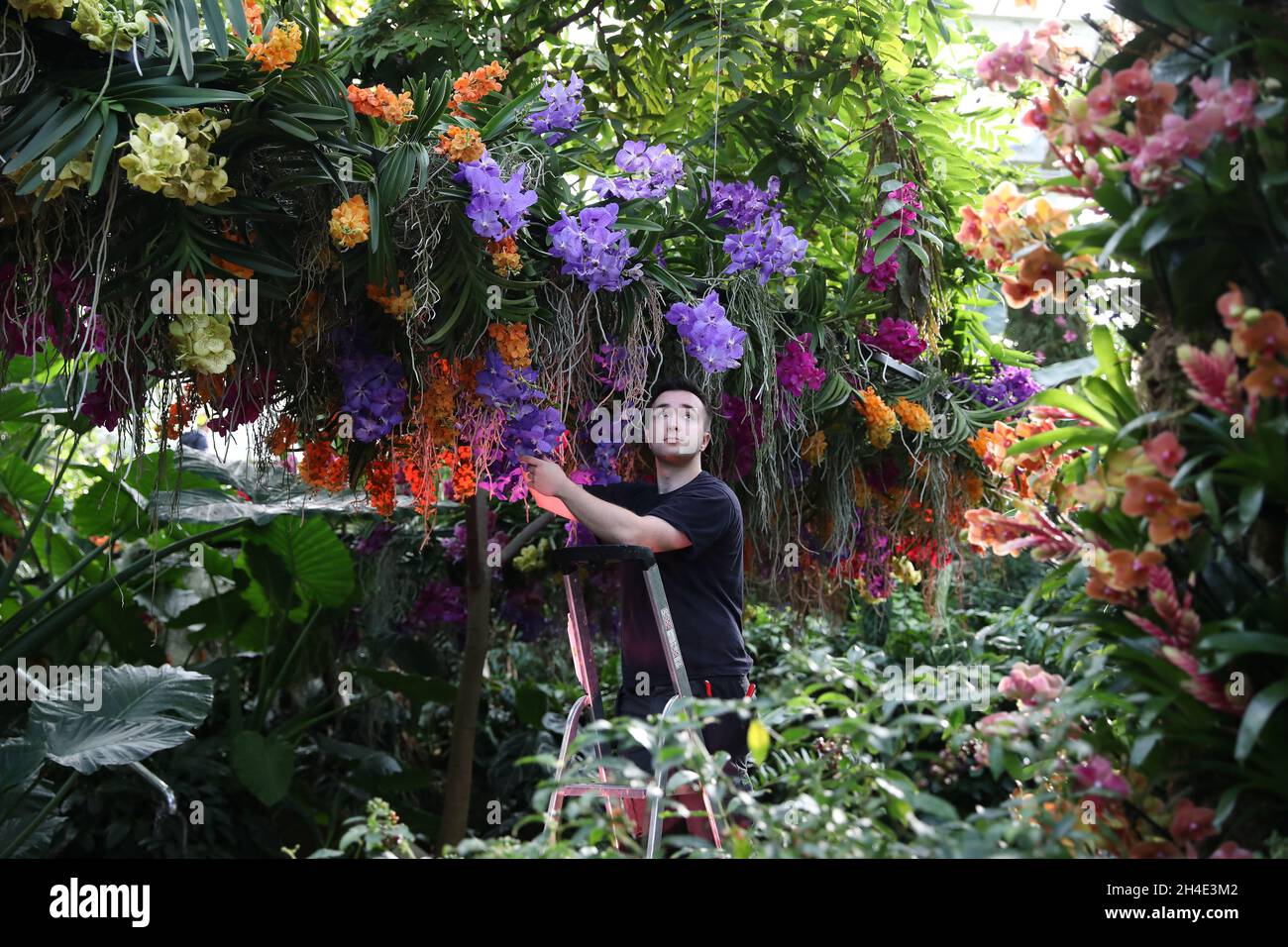 L'orticulturista Tim Forshaw apporta alcune modifiche finali durante un'anteprima per il Kew Orchid Festival: Festeggia il colore della Colombia, esposto ai Royal Botanic Gardens, Kew, Londra occidentale. . Foto datata: Mercoledì 7 febbraio 2019. Il credito fotografico deve essere: Isabel Infantes / EMPICS Entertainment. Foto Stock