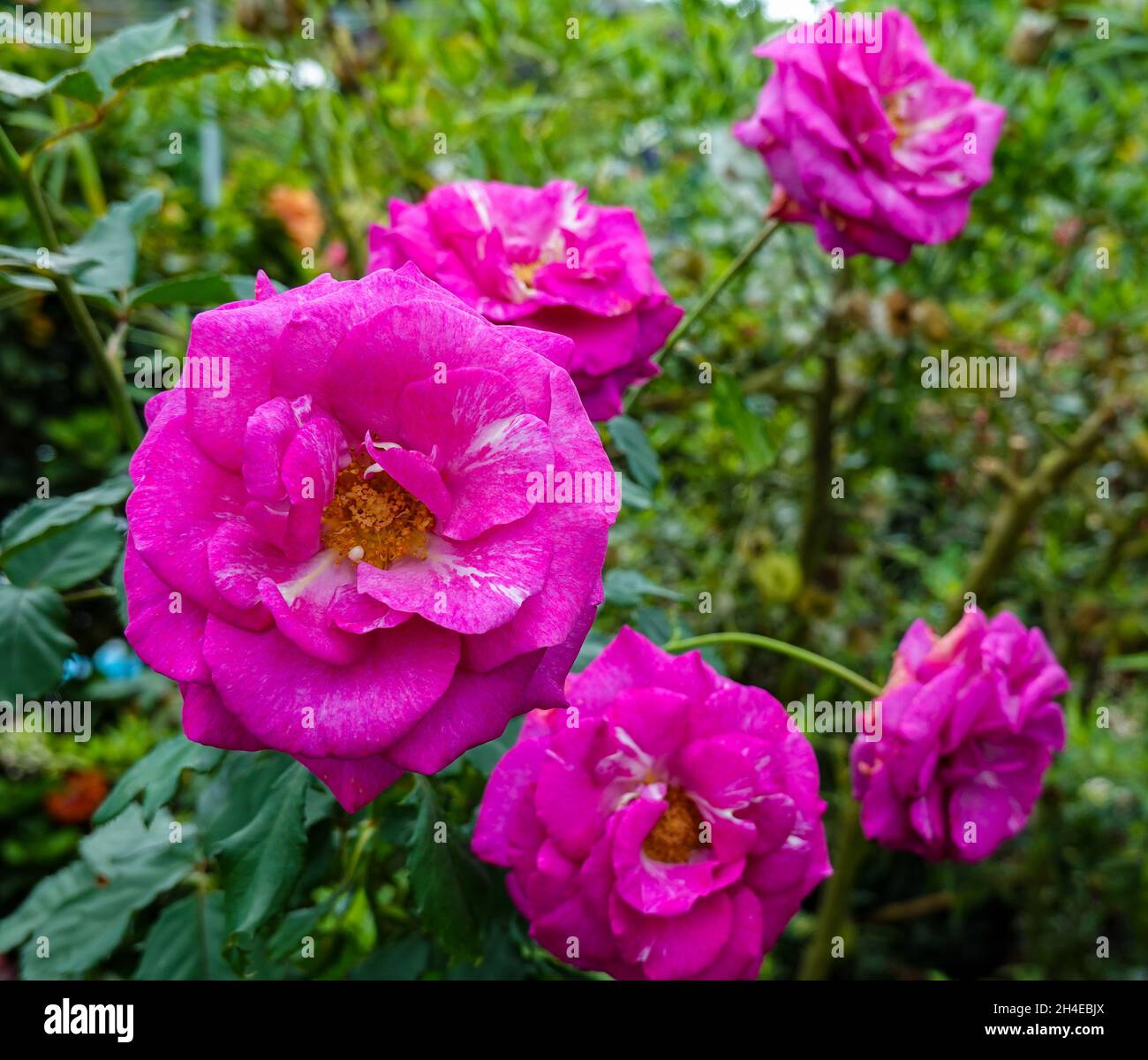 Fiore rosa scuro Foto Stock