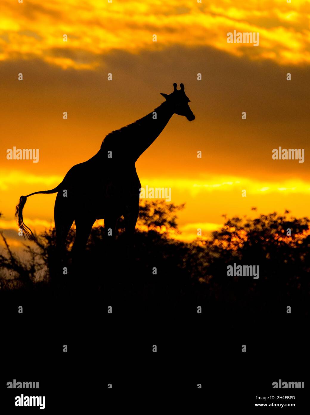 Giraffa si è impreziosita dal sole che sorge nel Parco Nazionale di Kruger, Transvaal Sud Africa Foto Stock