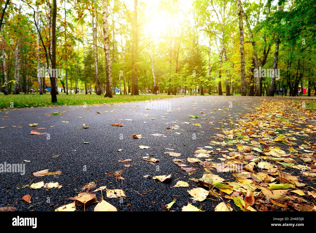Strada nel Parco d'autunno con Foliage giallo in primo piano Foto Stock