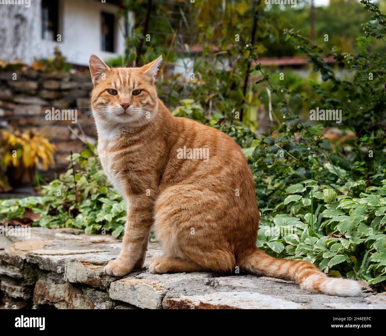 Gatto zenzero seduto sul muro, gatto randagio guardando la macchina fotografica Foto Stock