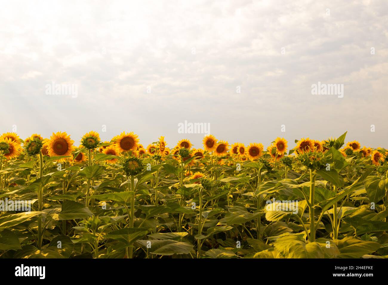 Splendida vista panoramica sul grande campo soleggiato di girasoli dorati in campagna. Girasoli in fiore. Foto Stock