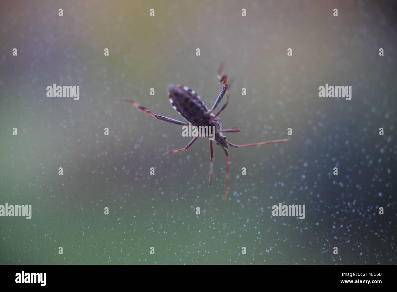 Parte inferiore di un bug di seme di conifere occidentale appollaiato su una finestra puntellata con fogliame sfocato sullo sfondo Foto Stock