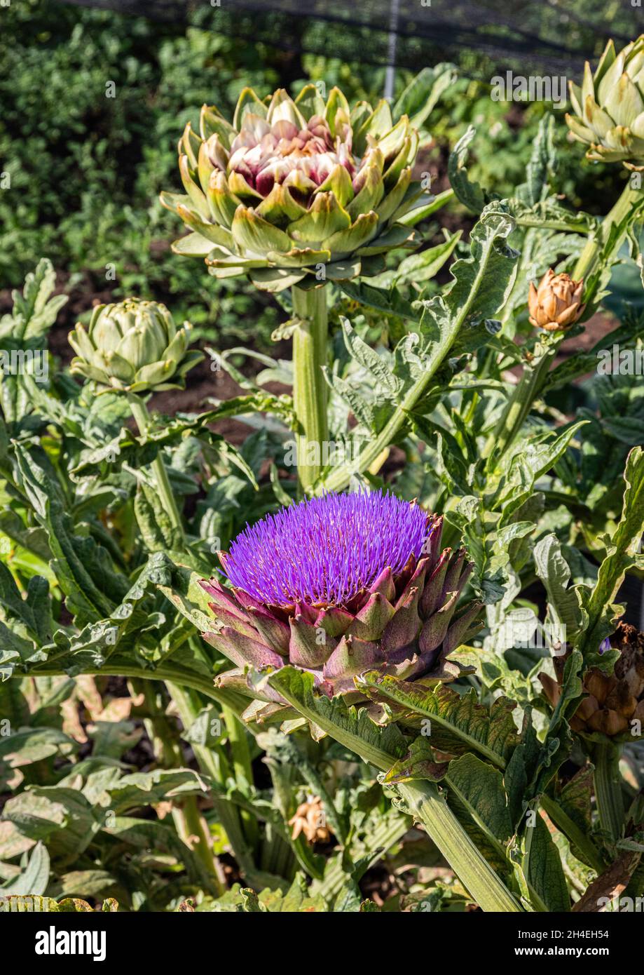 Globo carciofo, o carciofo francese, carciofo verde (Cynara cardunculus var. Scolymus) fiore e testa commestibile. Foto Stock