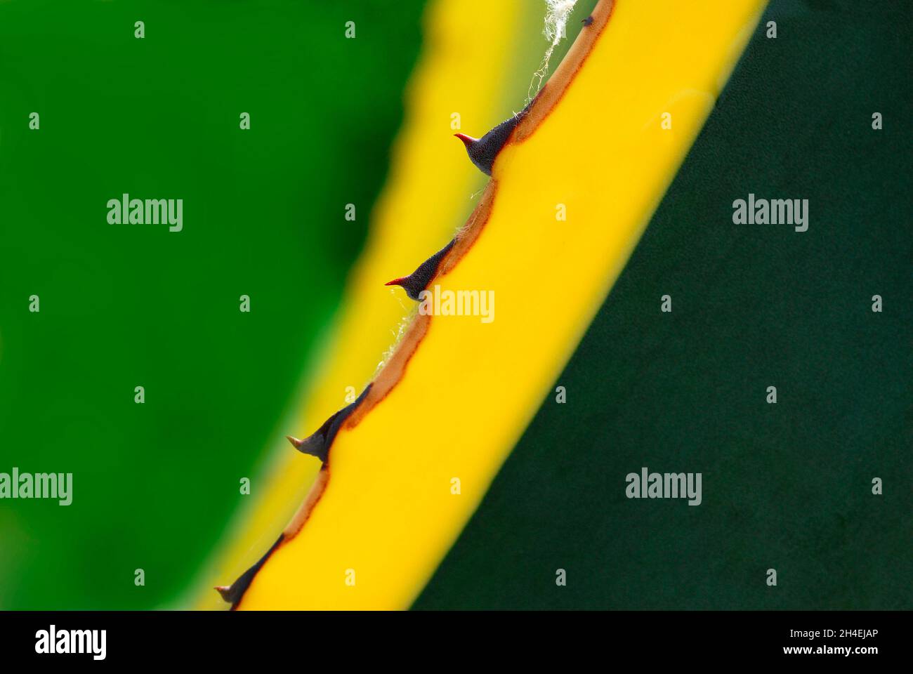 Agave foglia, macro scatto, sfondo Foto Stock