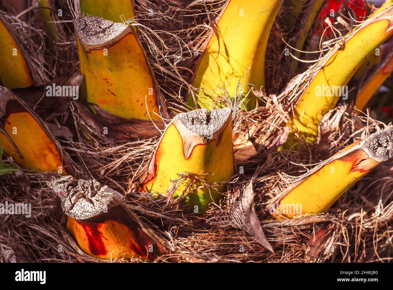 Struttura residua delle foglie di palma tagliate, primo piano Foto Stock