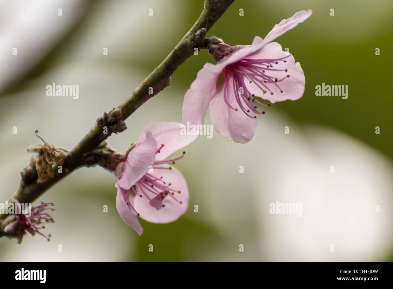 Retoños flores de durazno Foto Stock