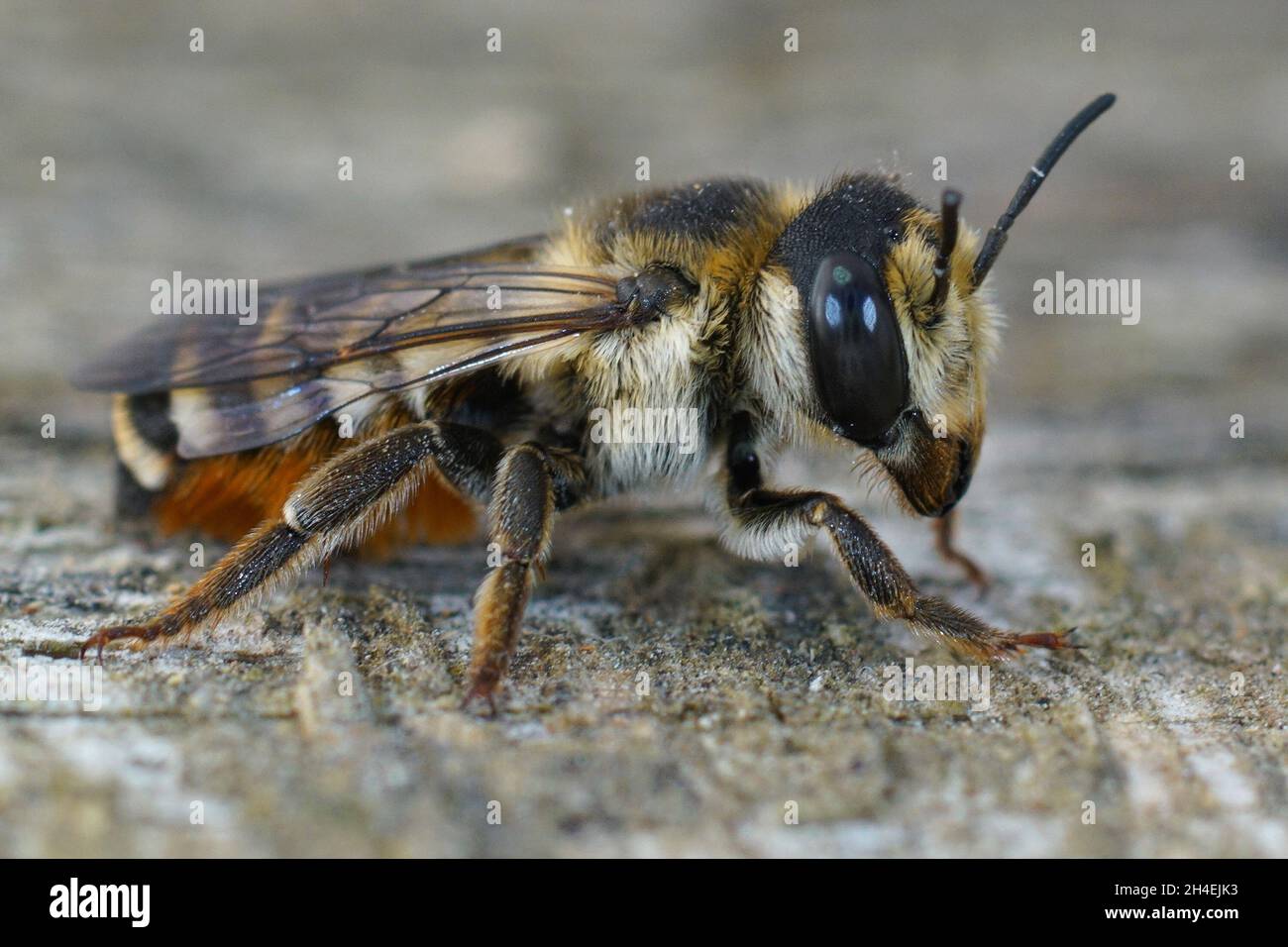 Primo piano di un'ape colourful bianca sezionato femminile, Megachile albisecta Foto Stock