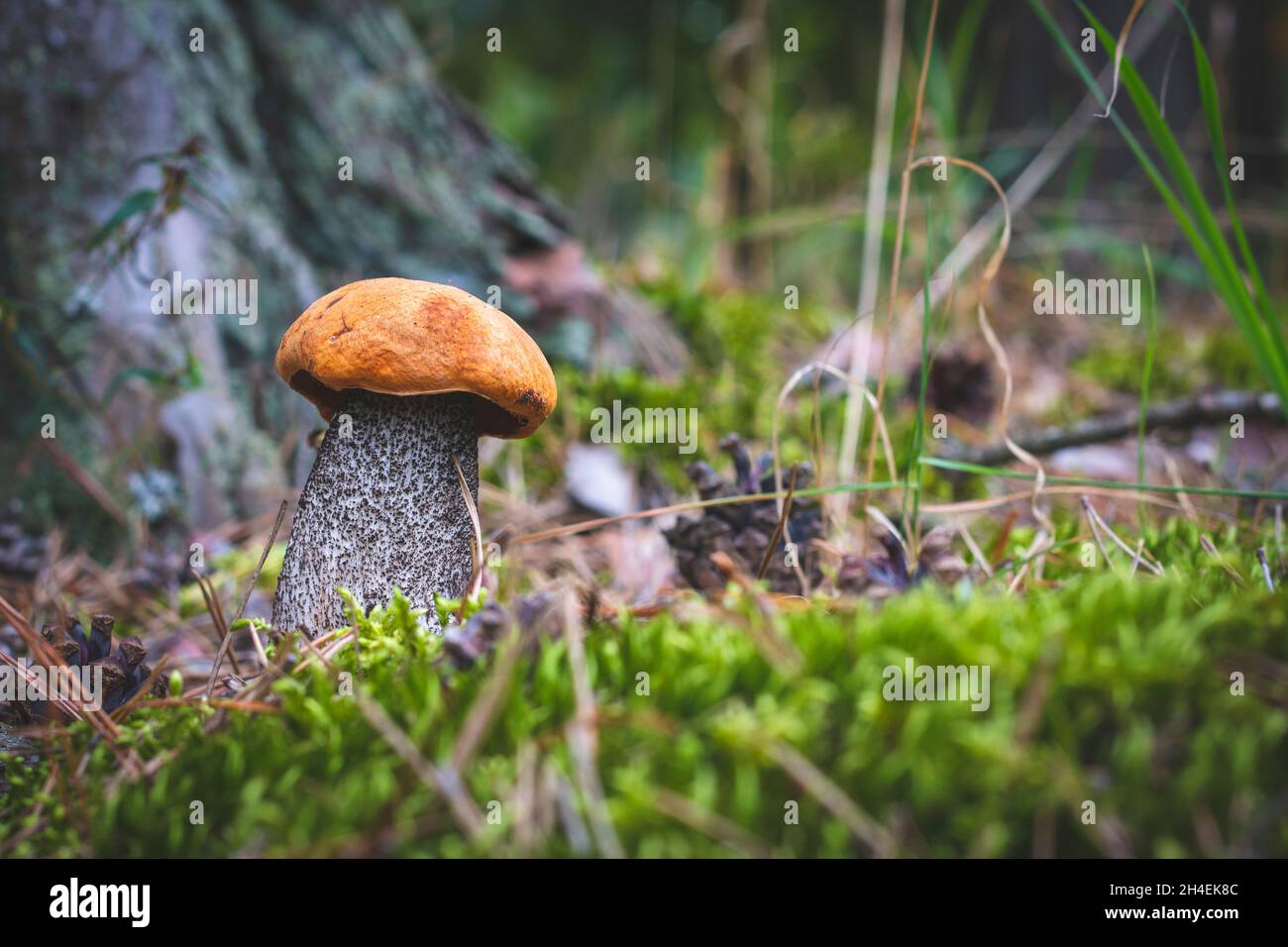 Il fungo del boleto edulis cresce in muschio. Funghi a cappuccio arancione in legno Foto Stock
