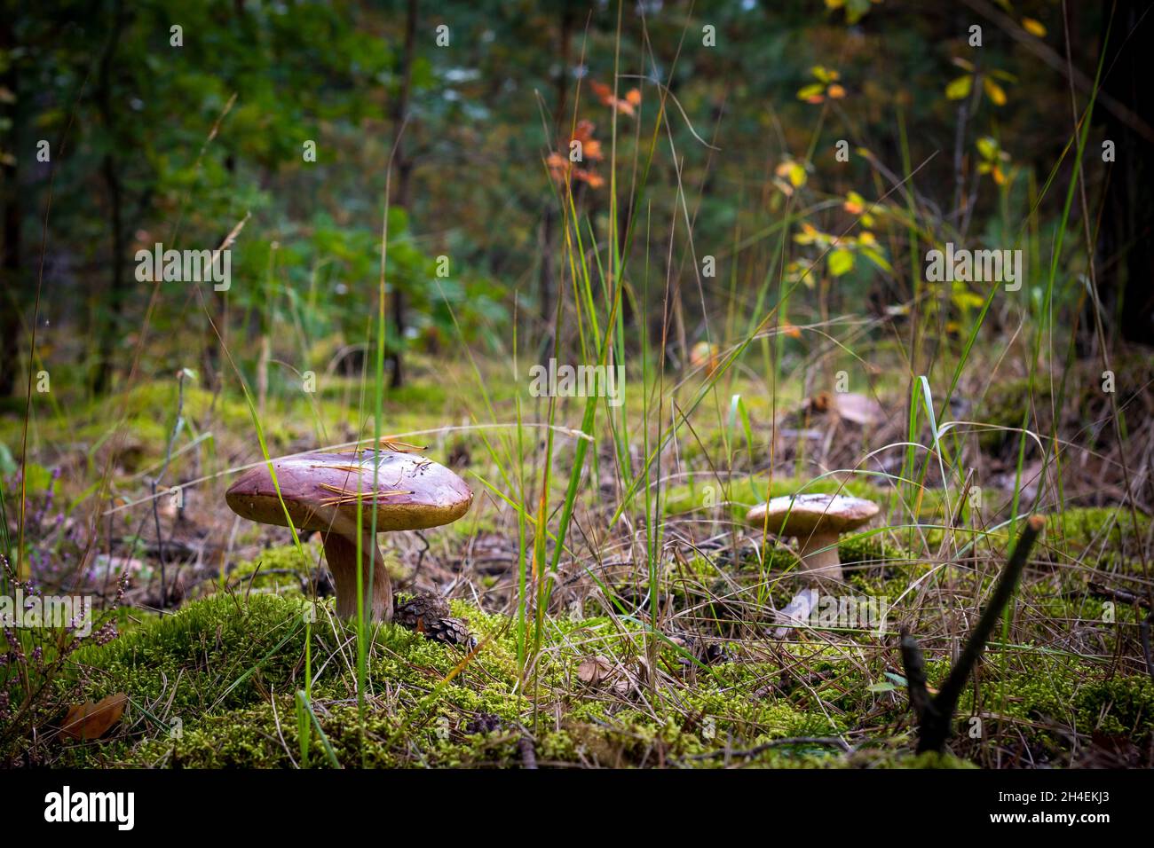 Funghi commestibili in foresta. Cibo di funghi CEP. Boleto che cresce nella natura selvaggia Foto Stock
