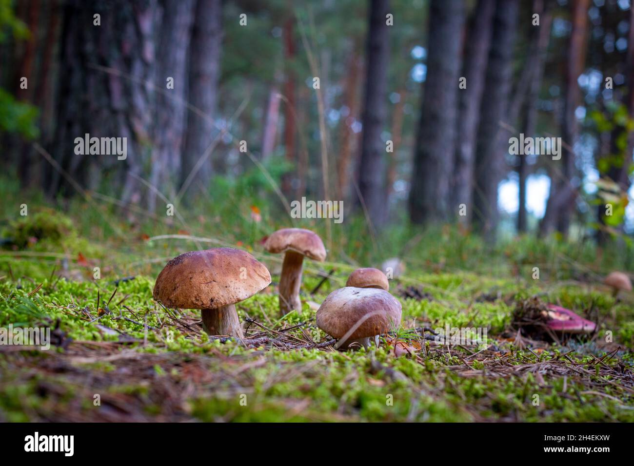 Molti funghi porcini bruni crescono. Cibo di funghi CEP. Boleto che cresce nella natura selvaggia Foto Stock