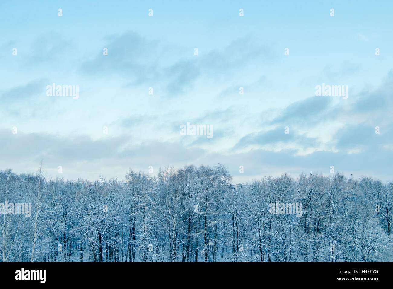 Vista della foresta invernale. Alberi nella neve dopo la tempesta di neve. Inizio della stagione invernale. Foto Stock