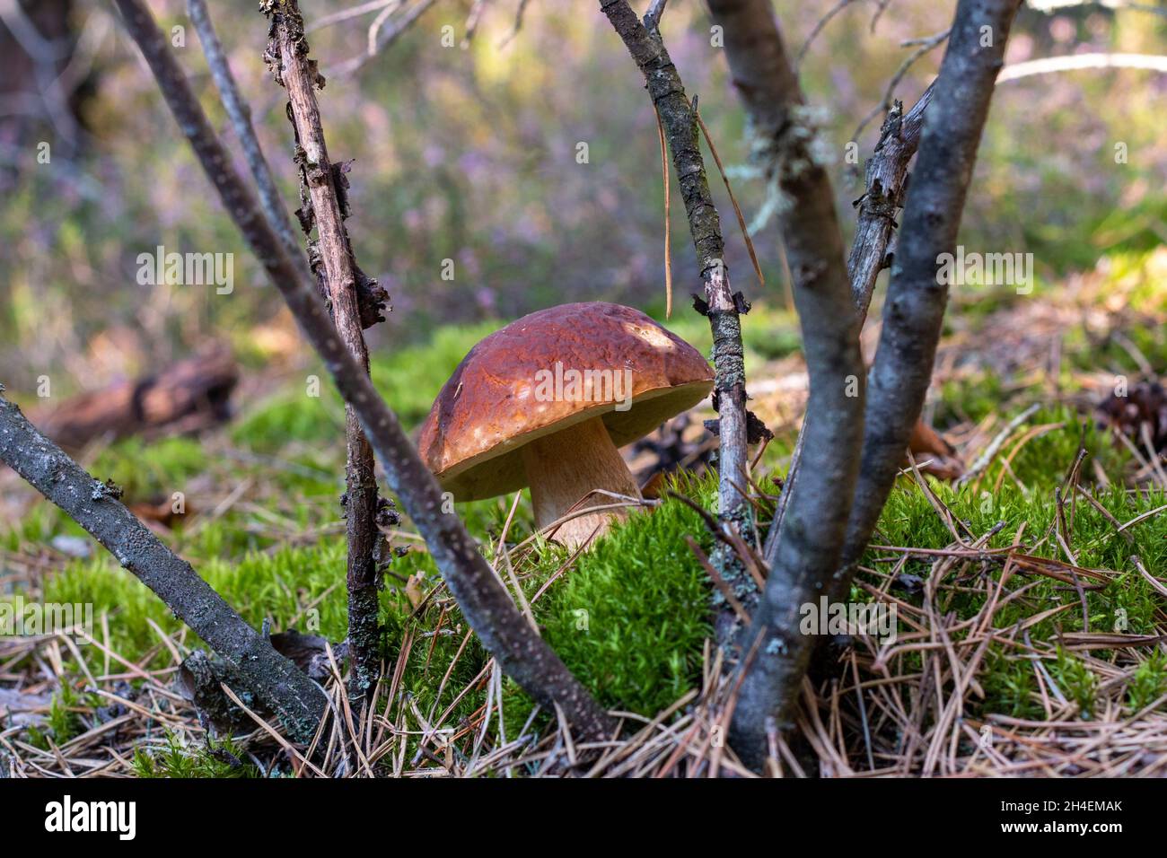 Un cappellino marrone funghi commestibili cresce. Cibo di funghi CEP. Boleto che cresce nella natura selvaggia Foto Stock