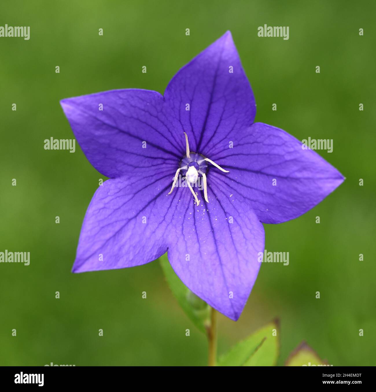 Ballonblume, Platycodon grandiflorum ist eine attraktive Zierblume mit schoenen blauen Blueten. Fiore di palloncino, Platycodon grandiflorum è un attrattiva Foto Stock