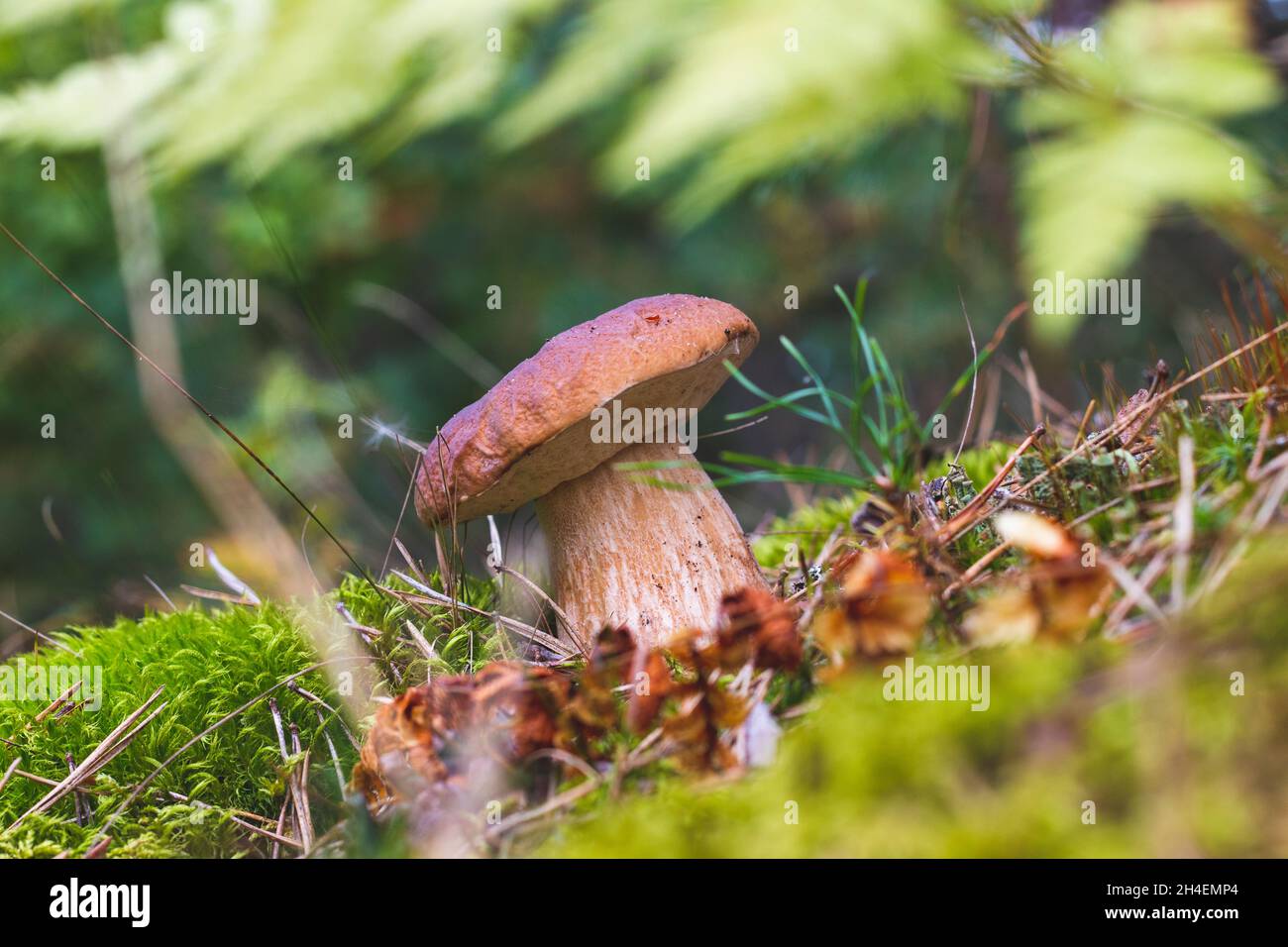 I piccoli funghi porcini marroni crescono in muschio. Cibo di funghi CEP. Boleto che cresce nella natura selvaggia Foto Stock