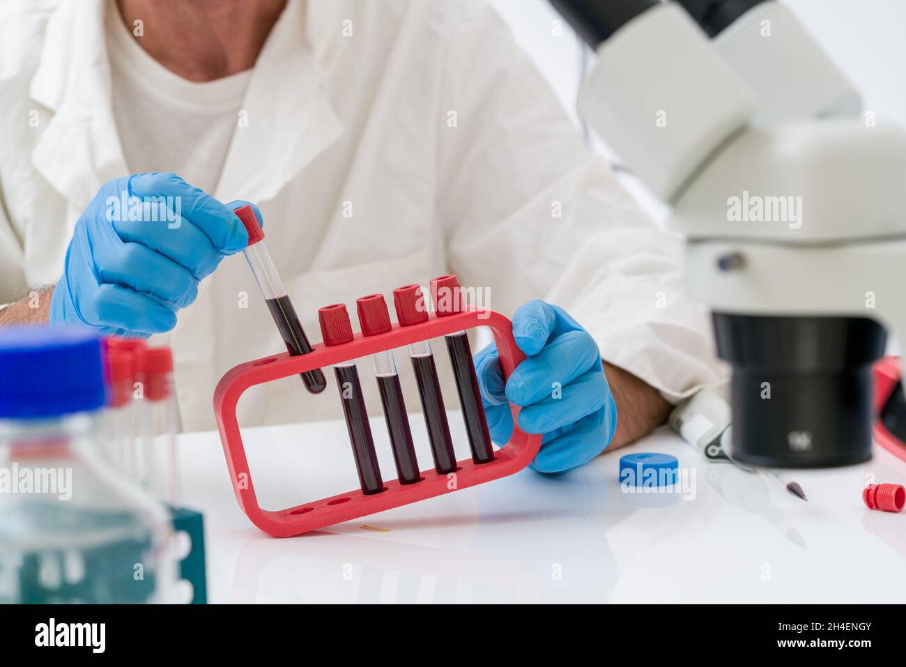 Esperimento scientifico nel laboratorio del metabolismo degli organismi viventi. Scienziato esamina campioni biologici in provette su un desktop con un Foto Stock