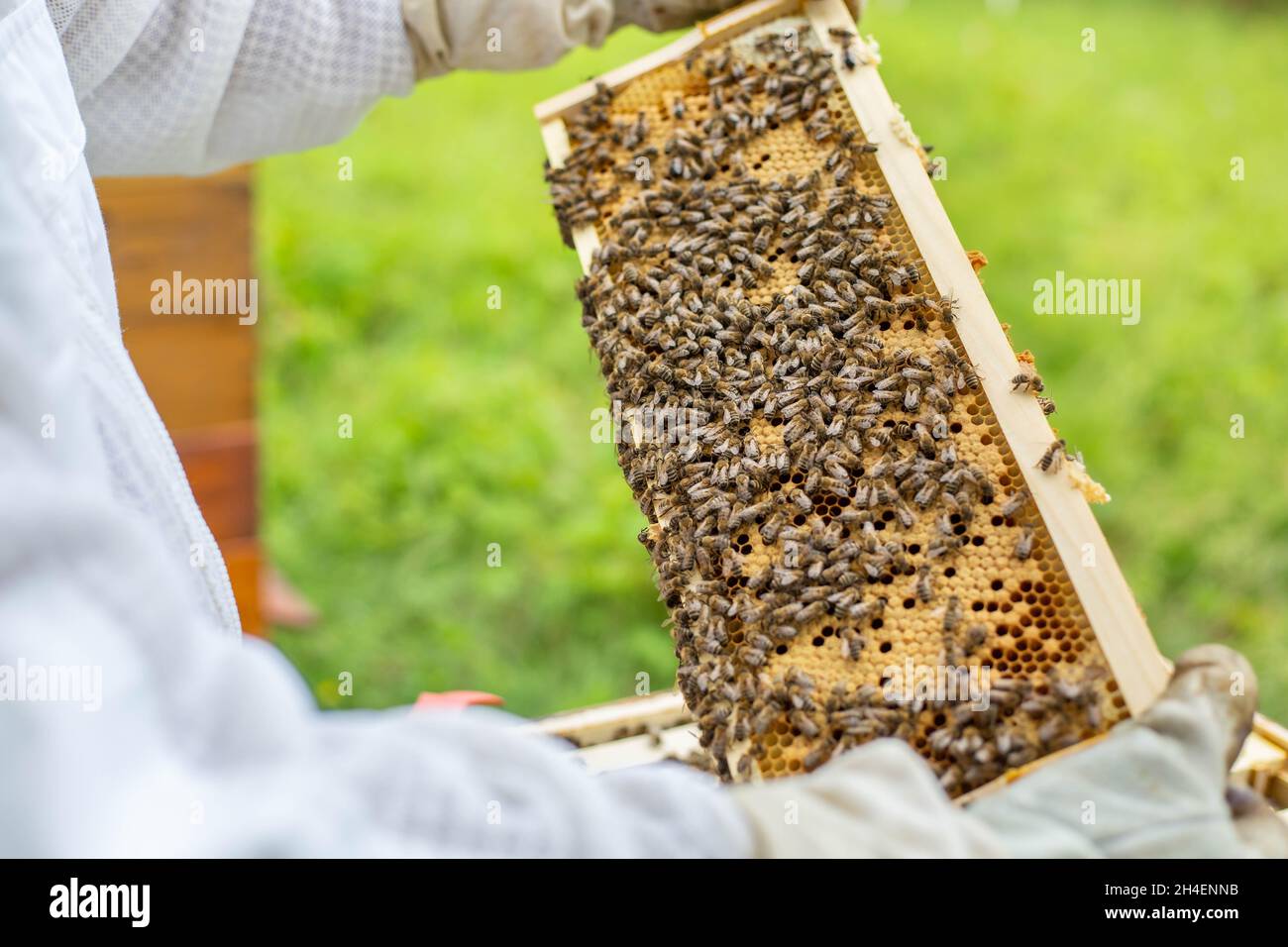 Cornice di ape piena o ricca di miele fresco e cera, un fluido dolce, appiccicoso giallastro-marrone fatto da api e altri insetti dal nettare raccolti da fiori Foto Stock