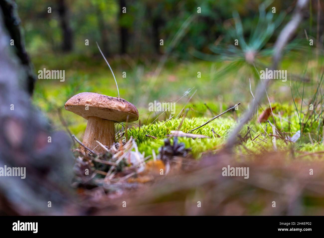 Piccolo cappuccio marrone funghi commestibili in natura. Cibo di funghi CEP. Boleto che cresce nella natura selvaggia Foto Stock