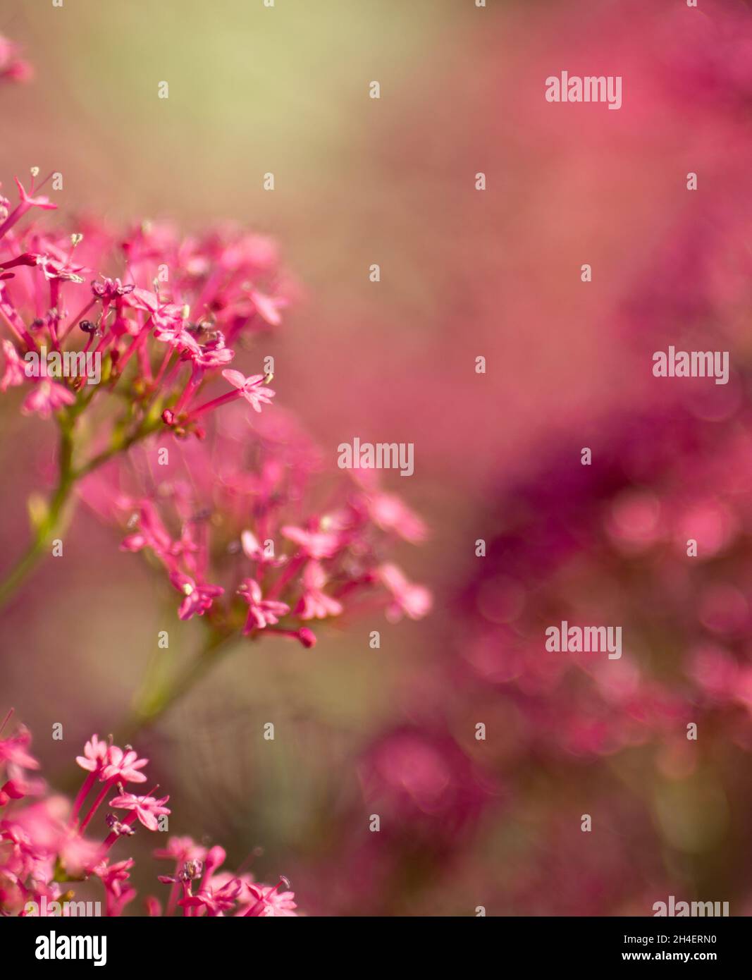 alcuni fiori Foto Stock