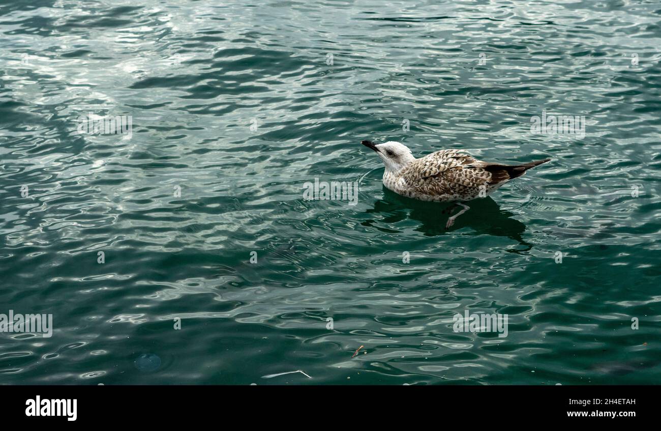 Seagull nuoto solo in mare verde Foto Stock