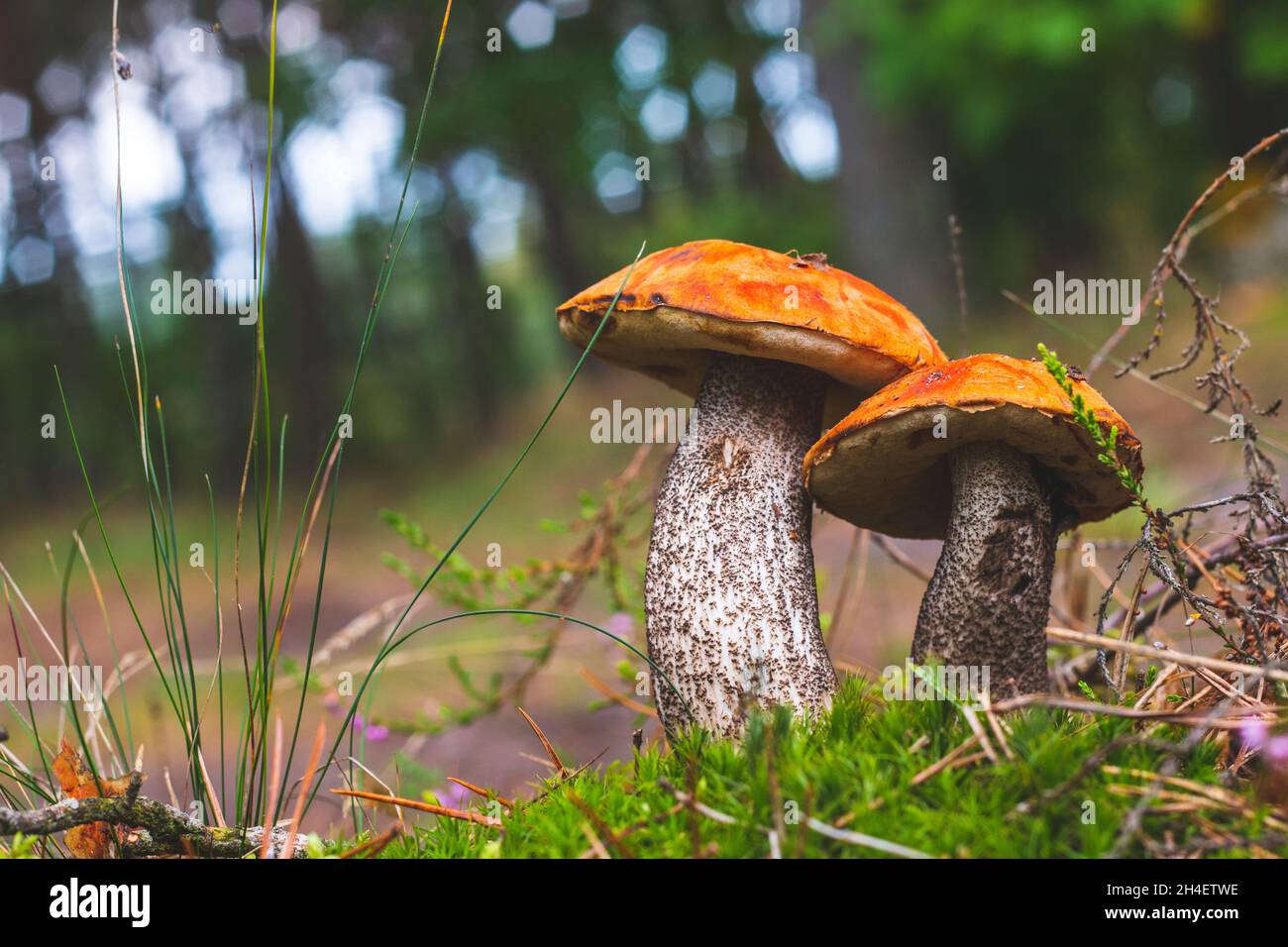 Due funghi boletus edulis cresce. Funghi di testa d'arancia nella foresta Foto Stock