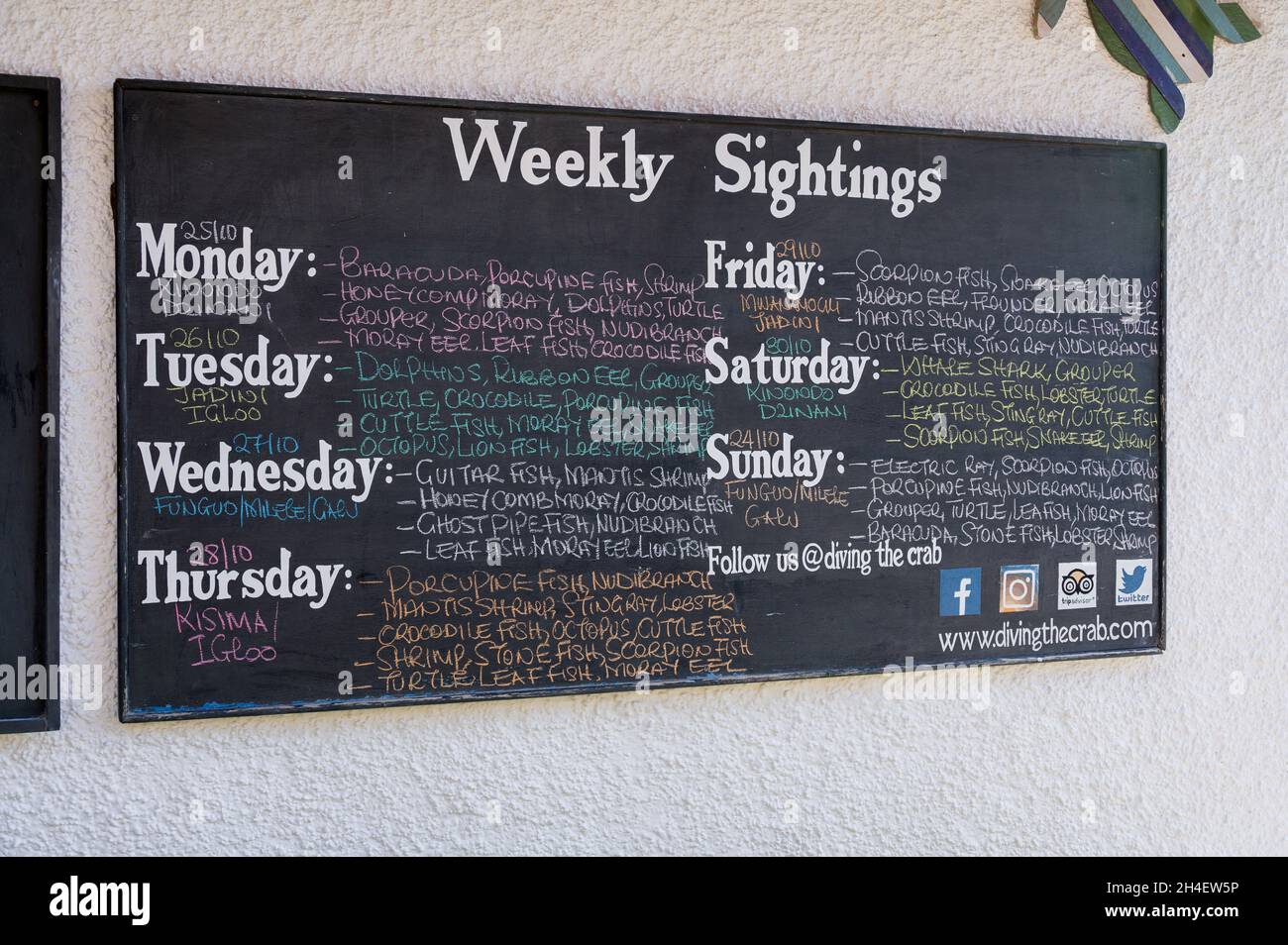 Avvistamenti settimanali bordo di gesso nero con vari pesci visti durante la settimana, Diani, Kenya Foto Stock