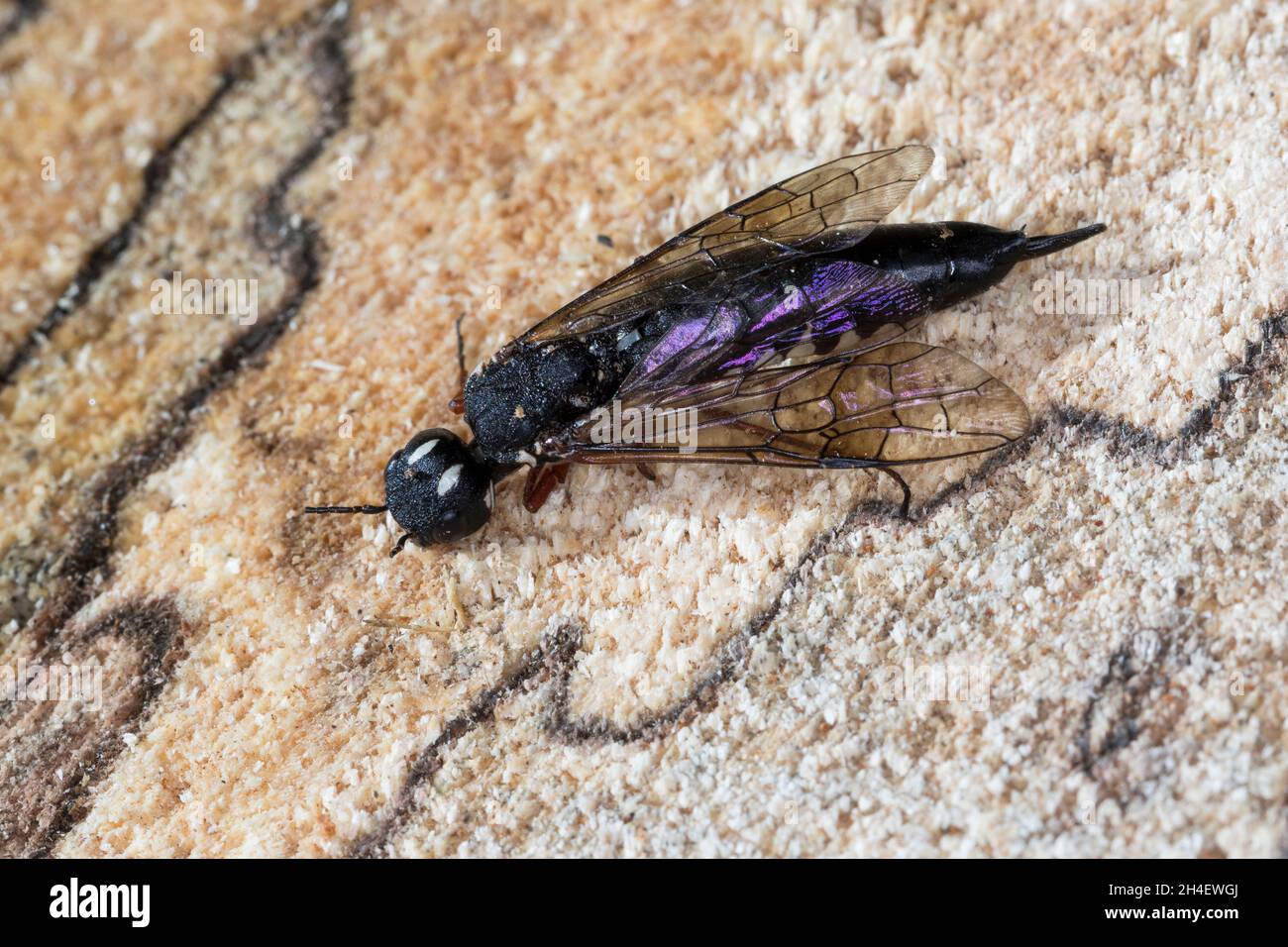 Erlen-Schwertwespe, Schwertwespe, Weibchen, Xiphydria camelus, Alder Wood-Wasp, Wood-Wasp, Woodwasp, femmina, Xiphydriidae, Schwertwespen Foto Stock