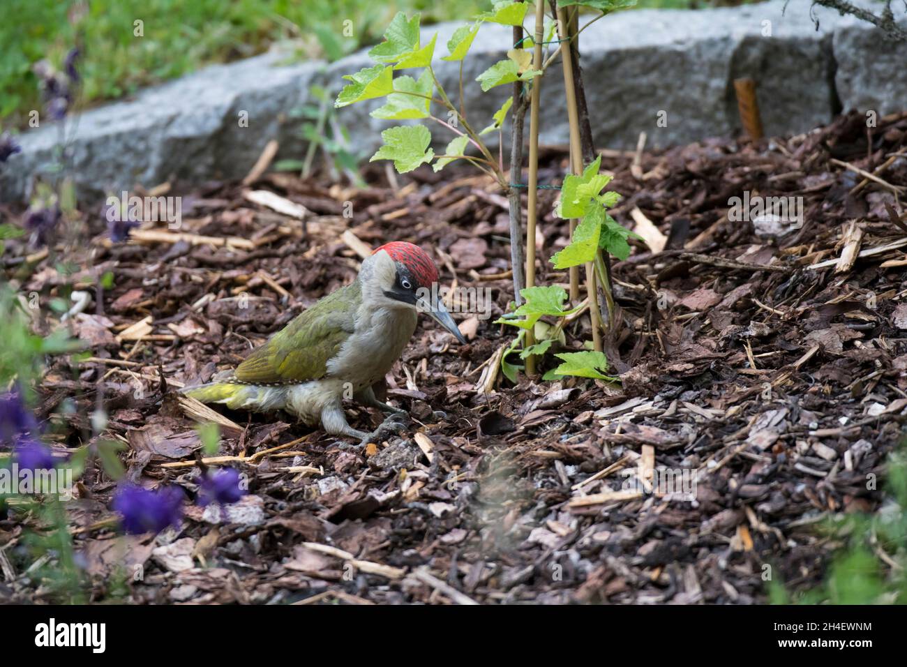 Gruenspecht, picchio verde europeo, Picus viridis Foto Stock