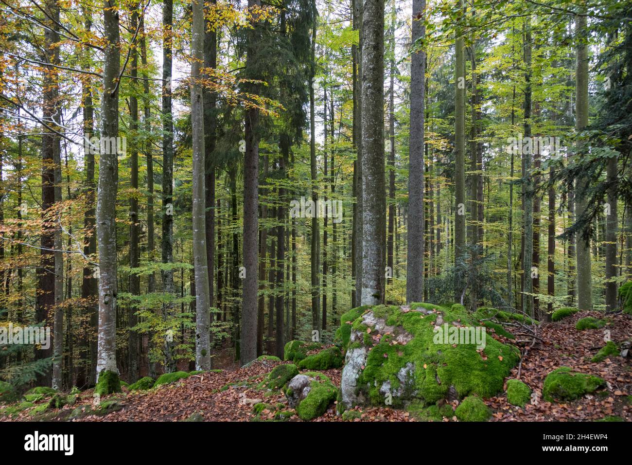 Buchenmischwald, foresta mista di faggio Foto Stock