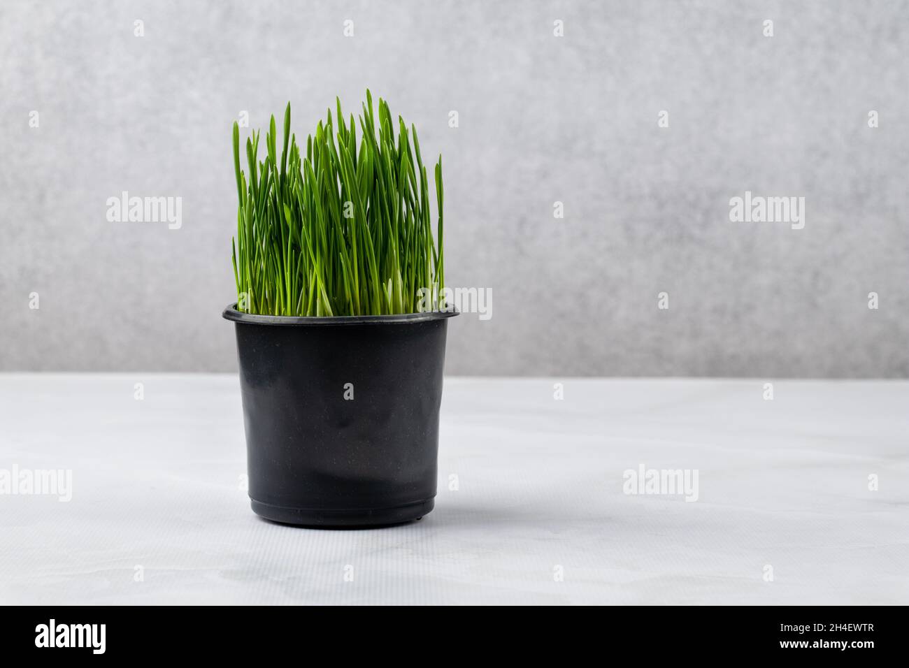 Erba che è coltivata specificamente per i gatti all'interno. Oatgrass in vaso nero su sfondo grigio. Erba d'orzo, erba d'Orchard per animali domestici Foto Stock