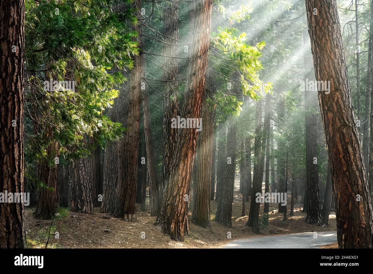 Luce del sole attraverso una pineta ponderosa, Pinus ponderosa, a Wawona. Luci del mattino presto nel Parco Nazionale di Yosemite, California, USA Foto Stock