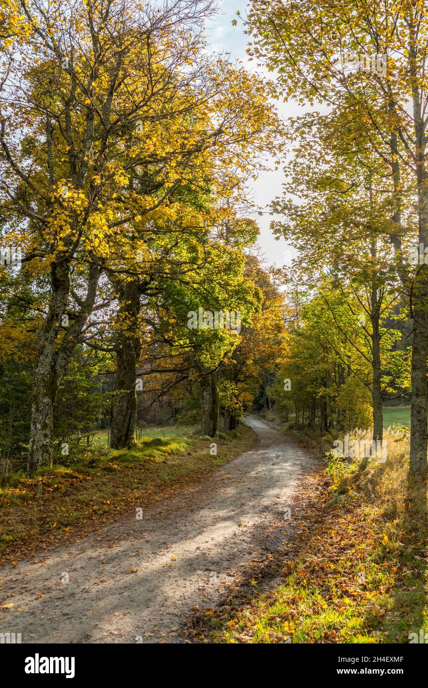 Weg im Herbst, modo in autunno Foto Stock