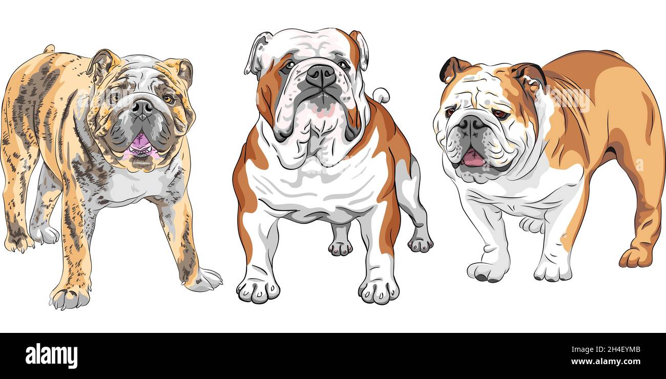 SET DI COLORI di cani razza Bulldog inglese Immagine e Vettoriale - Alamy
