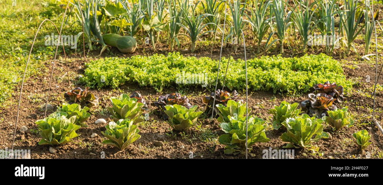 Primo piano di giardino urbano con verdure in crescita Foto Stock