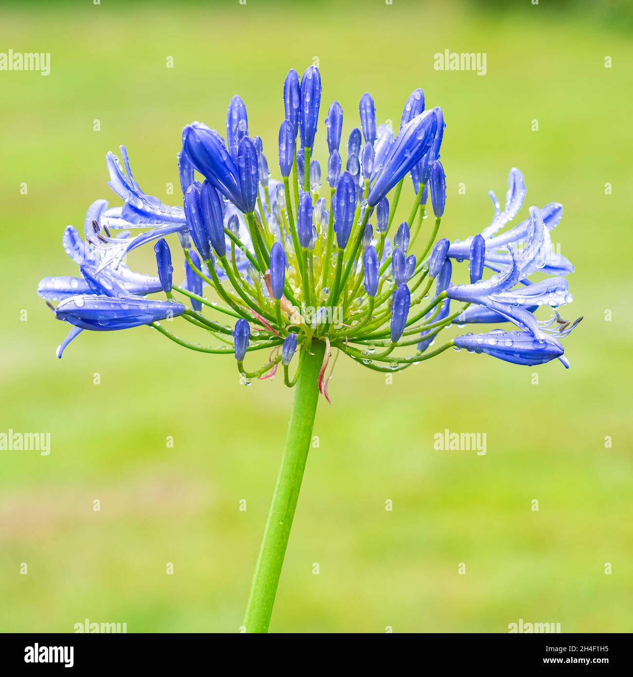 Da vicino agapanthe fiore, bella pianta blu in estate, dopo la pioggia Foto Stock