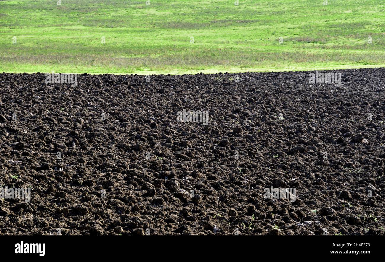 Piccoli zolle di terra nel campo arato e preparato per la semina autunnale Foto Stock