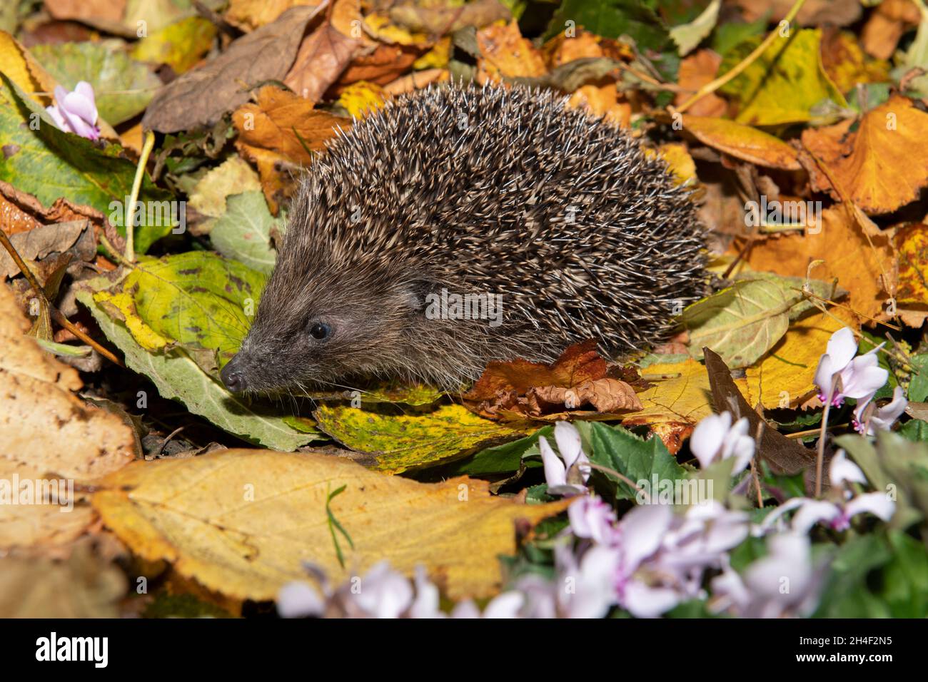 Un Hedgehog comune (Erinaceus europaeus) che rumaging attraverso le foglie d'autunno in Yorkshire, Regno Unito Foto Stock