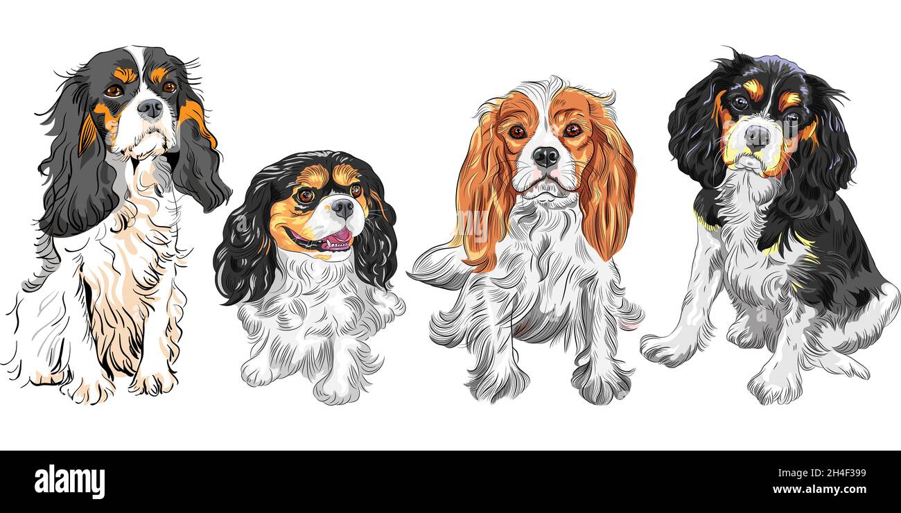SET di cani carini Cavalier re Charles Spaniel razza Illustrazione Vettoriale